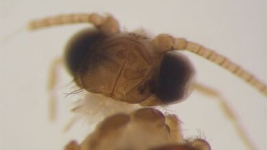 Encuentran en Cádiz un insecto que se creía extinguido en Europa 