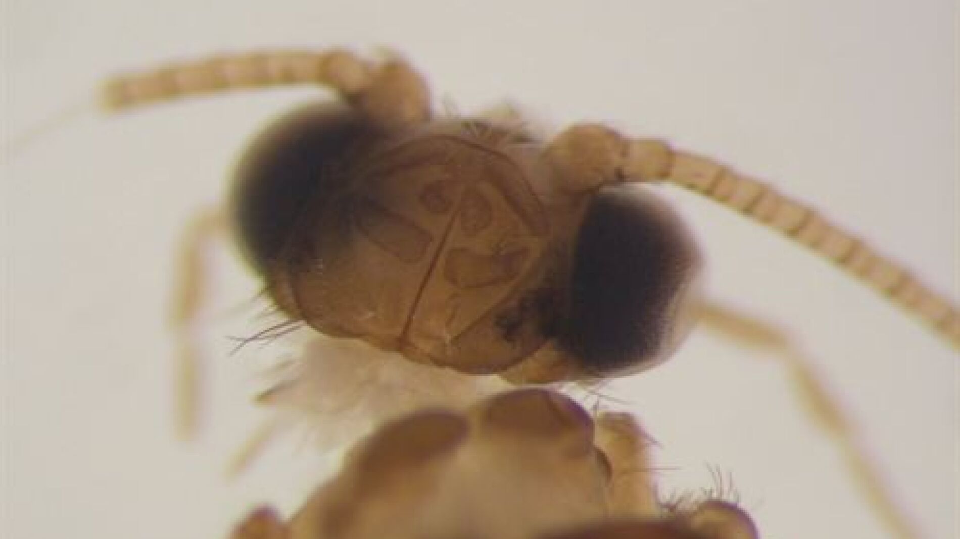 Nyctiophylax (Paranyctiophylax) gaditana