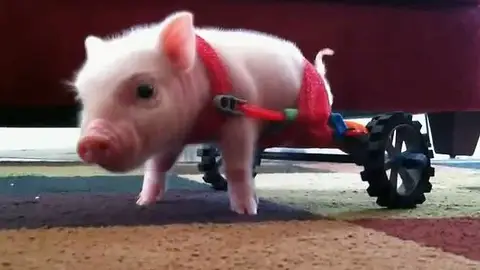 Un veterinario construye una silla de ruedas para un cerdo Un veterinario construye una silla de ruedas para un cerdo