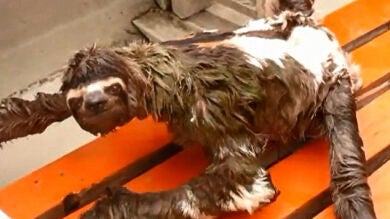Un oso perezoso surca en barco las aguas del río Amazonas