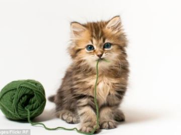El gatito con un ovillo de lana