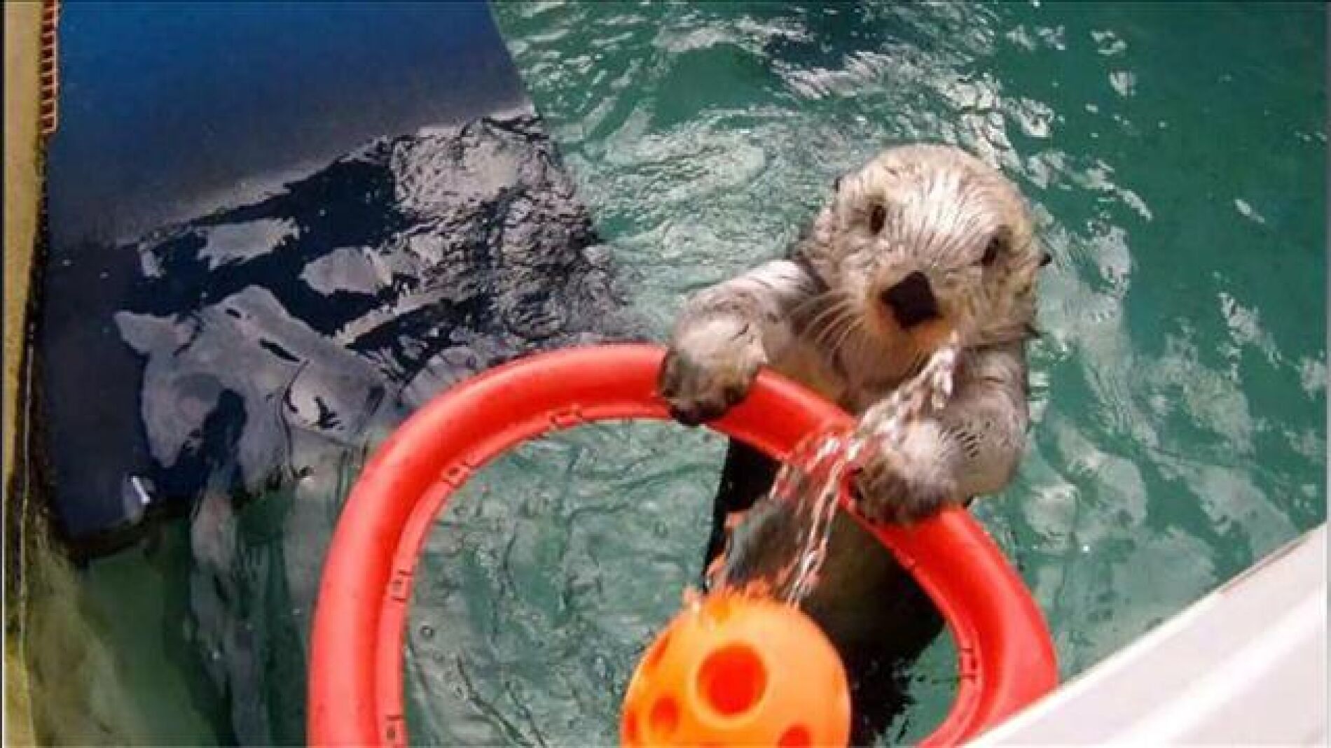 Eddie, la nutria que juega al baloncesto para combatir la artritis