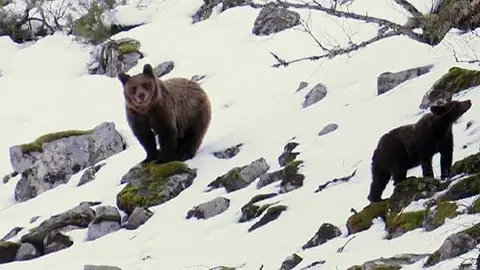 Los osos pardos españoles Los osos pardos españoles