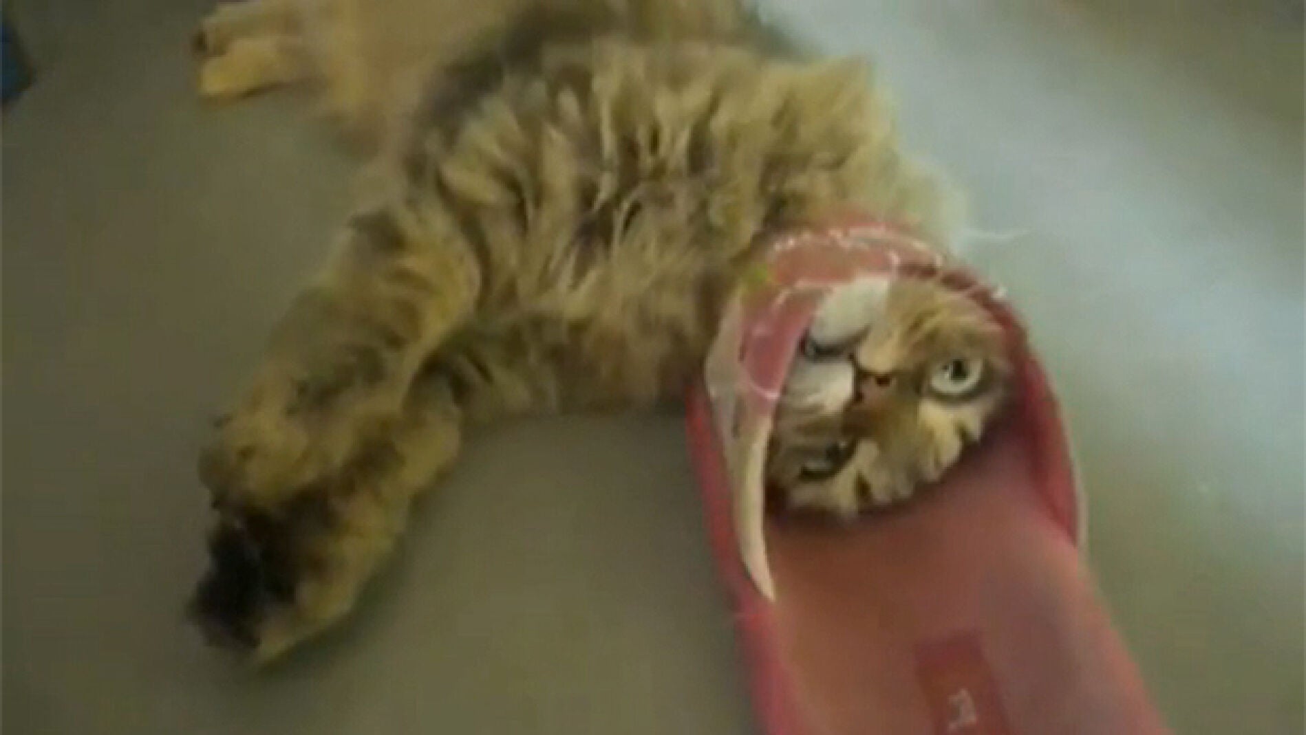 Un gato atrapado en una zapatilla
