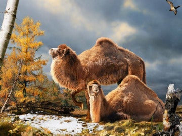 Hallan restos de un camello gigante en el Ártico canadiense