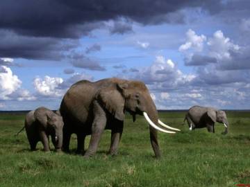 La población de elefantes africanos, en peligro por la caza furtiva