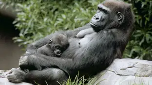 Un gorila duerme en el regazo de su madre Un gorila duerme en el regazo de su madre