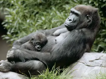 Un gorila duerme en el regazo de su madre Un gorila duerme en el regazo de su madre