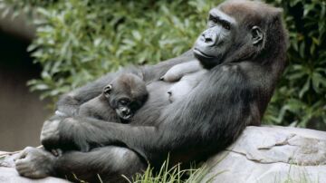 Un gorila duerme en el regazo de su madre