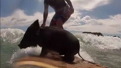 Zorro, el cerdo surfero que desafía las olas en Nueva Zelanda