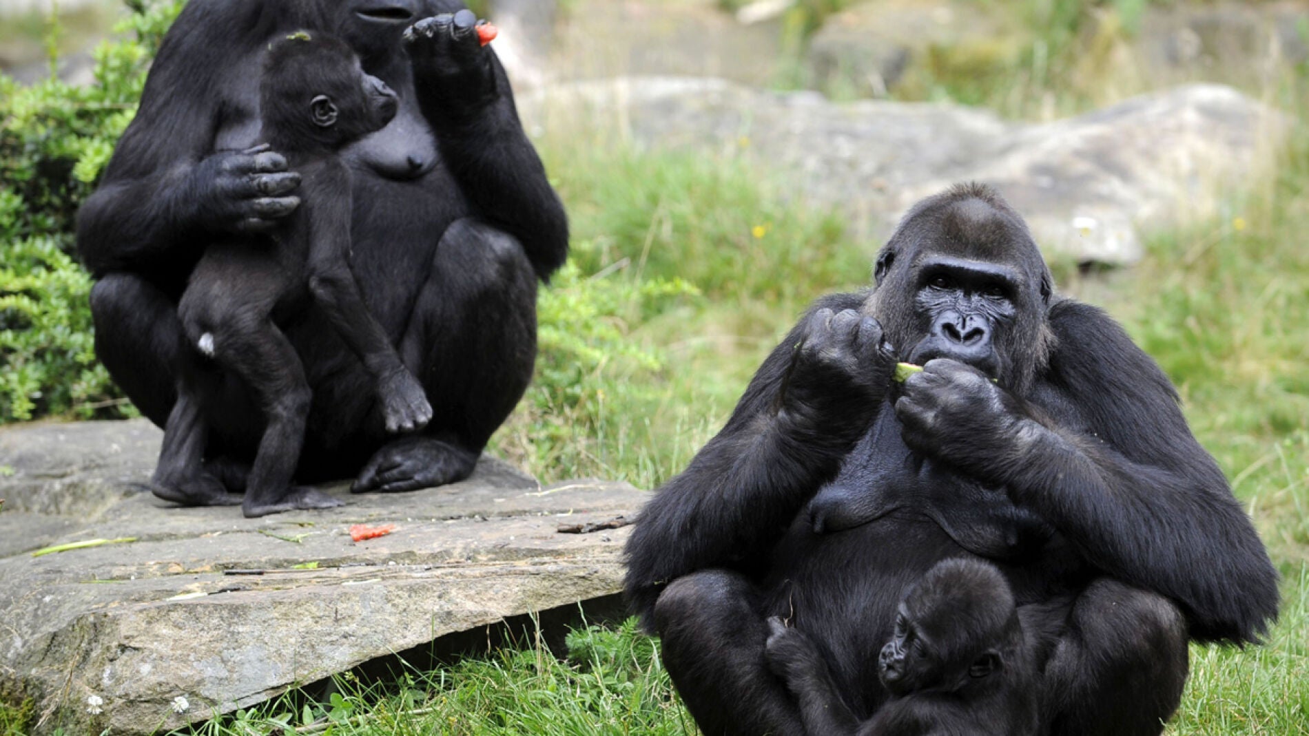 M&aacute;s de cien primates en el norte de Madrid