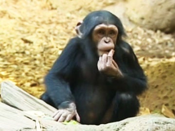 Chimpancé Chimpancé