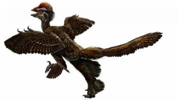 Anchiornis Huxley, especie con cuatro alas similar a un dinosauro