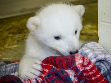 Kali, una cría de oso polar huérfana