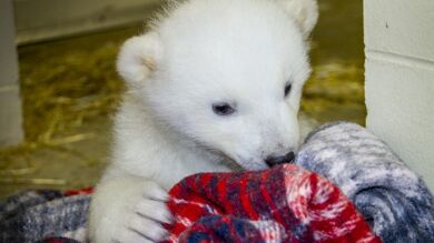 El zoo de Alaska adopta a Kali, un oso polar abandonado tras la muerte de su madre