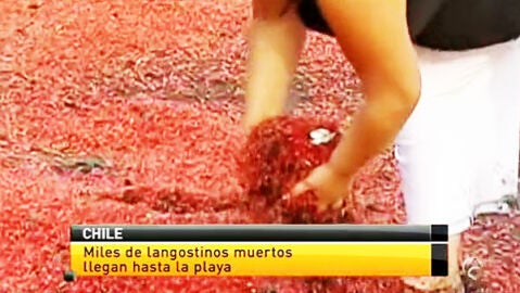 Ba&ntilde;o de gambas