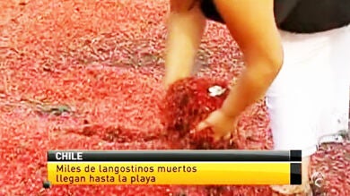 Una playa de Chile amanece cubierta por un manto de langostinos muertos