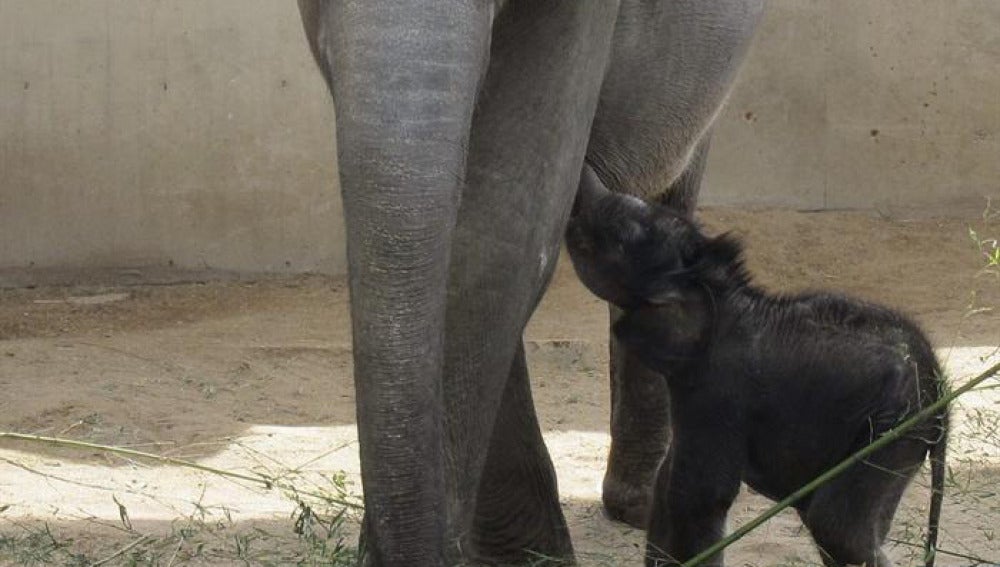 Un pequeño elefante con su madre