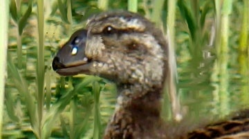 Pájaro Moa-Nalo