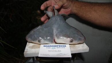 Encuentran un feto vivo de un tiburón con dos cabezas en las playas de Florida