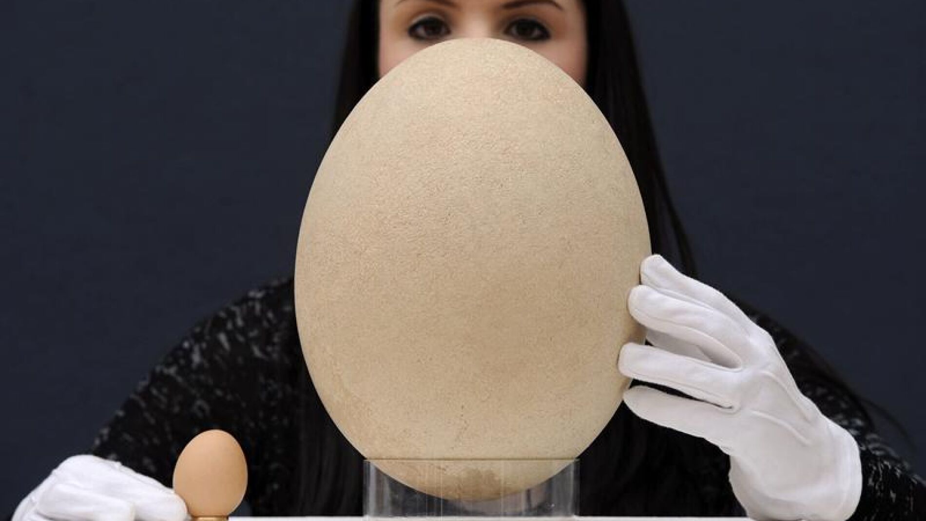 Huevo de ave elefante comparado con un huevo de gallina.