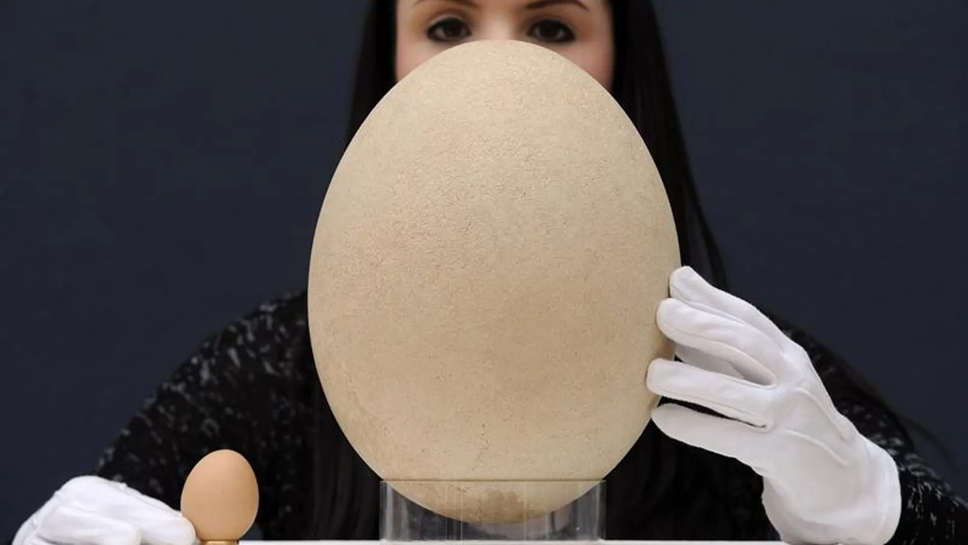 Huevo de ave elefante comparado con un huevo de gallina. Huevo de ave elefante comparado con un huevo de gallina.