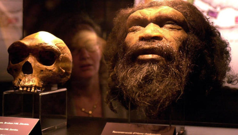 Reconstrucción de una cabeza de Homo rhodesiensis