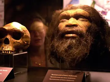 Reconstrucción de una cabeza de Homo rhodesiensis Reconstrucción de una cabeza de Homo rhodesiensis