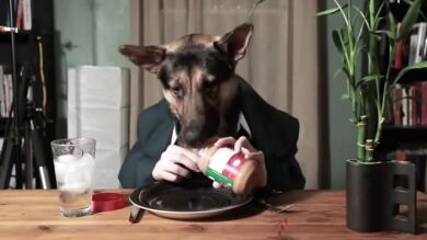 Odín, el perro elegante que pierde el control con la mantequilla de cacahuete