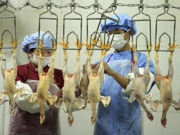 Empleados de un matadero de pollos en China