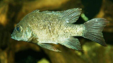 Pez macho busca pez hembra para procrear y salvar su especie en peligro de extinción