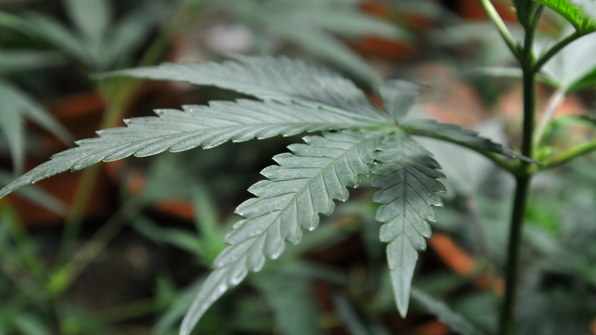 Planta de marihuana Planta de marihuana