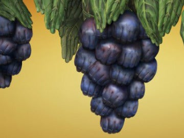 Un racimo de uvas