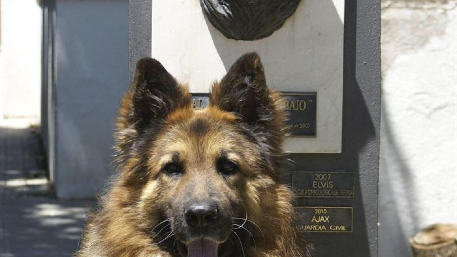 Proponen disecar a Ajax, el perro de la Guardia Civil condecorado por el Rey