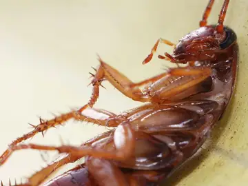 Fotografía de una cucaracha Fotografía de una cucaracha