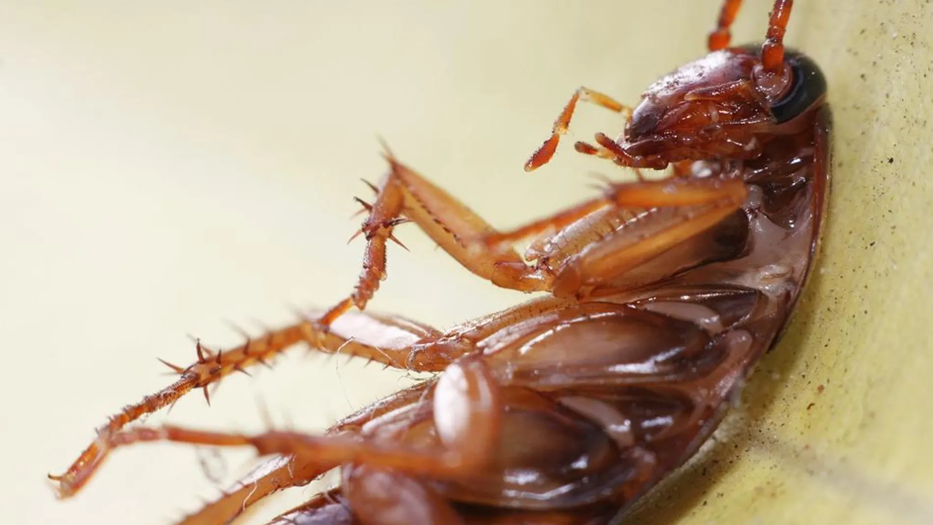 Fotografía de una cucaracha Fotografía de una cucaracha