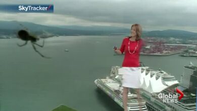Una meteoróloga se pone a gritar en directo cuando cree tener una araña en su cabeza
