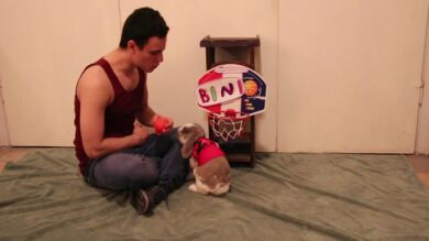 Bini, el conejo que juega al baloncesto