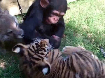 Un chimpancé jugando con un tigre y un lobo