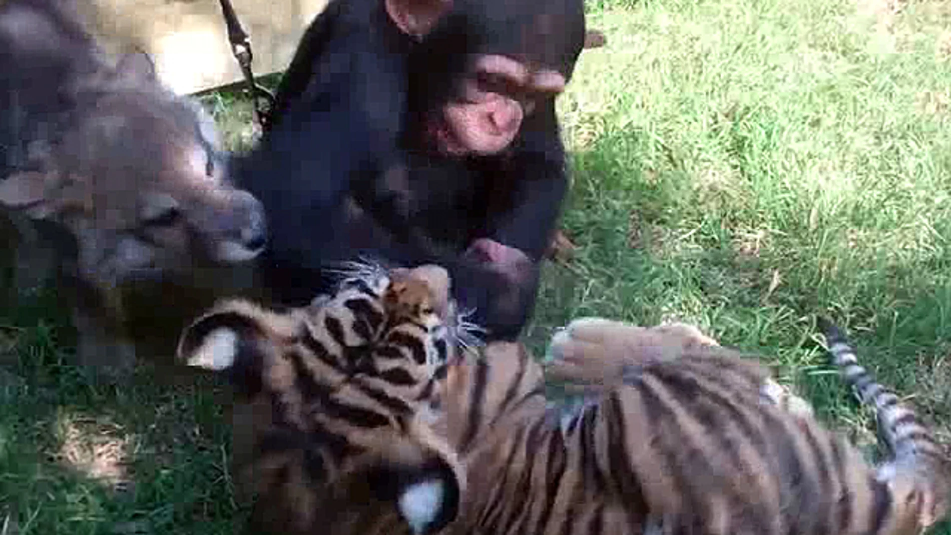 Un chimpancé jugando con un tigre y un lobo