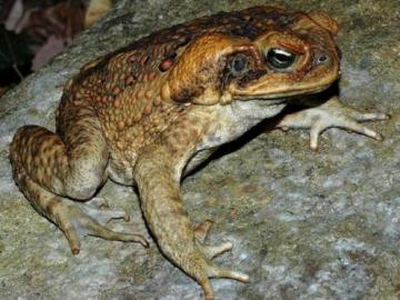Un ejemplar de 'Rhinella marina' Un ejemplar de 'Rhinella marina'