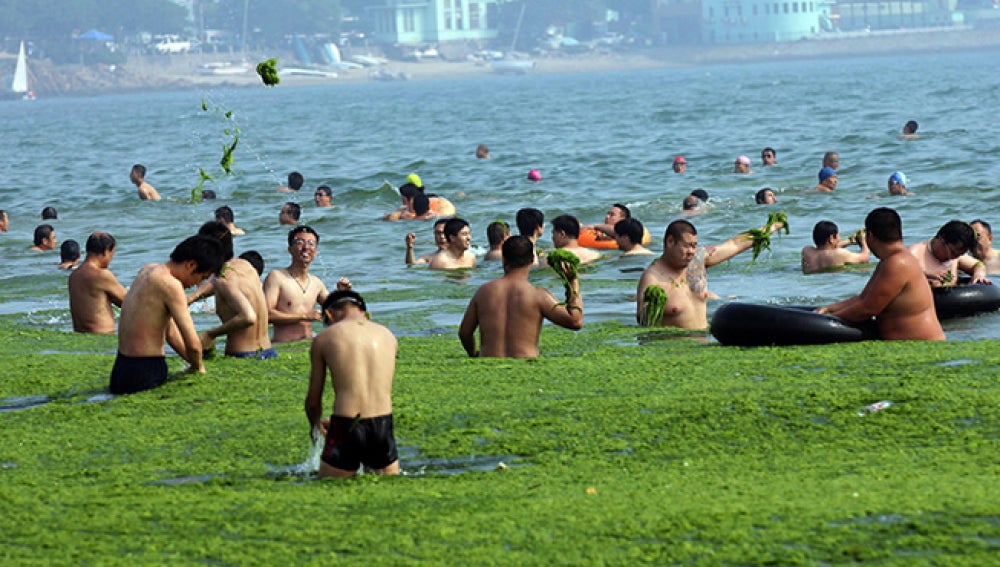 Plaga de algas en el mar Amarillo