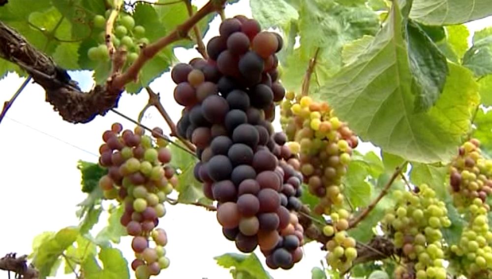 Los viticultores se quejan de la falta de control en la entrada de uva foránea