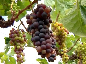 Los viticultores se quejan de la falta de control en la entrada de uva for&aacute;nea