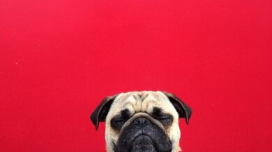 Norm, el perro de las 1000 caras, tiene 24.000 seguidores