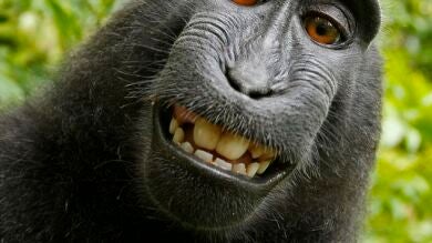 Un macaco roba la cámara a un fotógrafo y se autorretrata