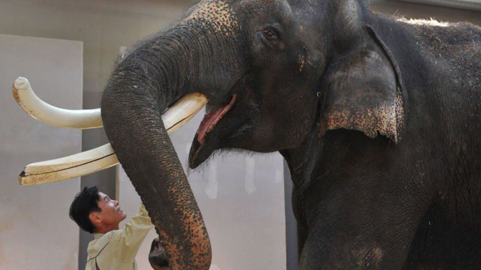 Koshik, el elefante que imita la voz humana y habla en coreano