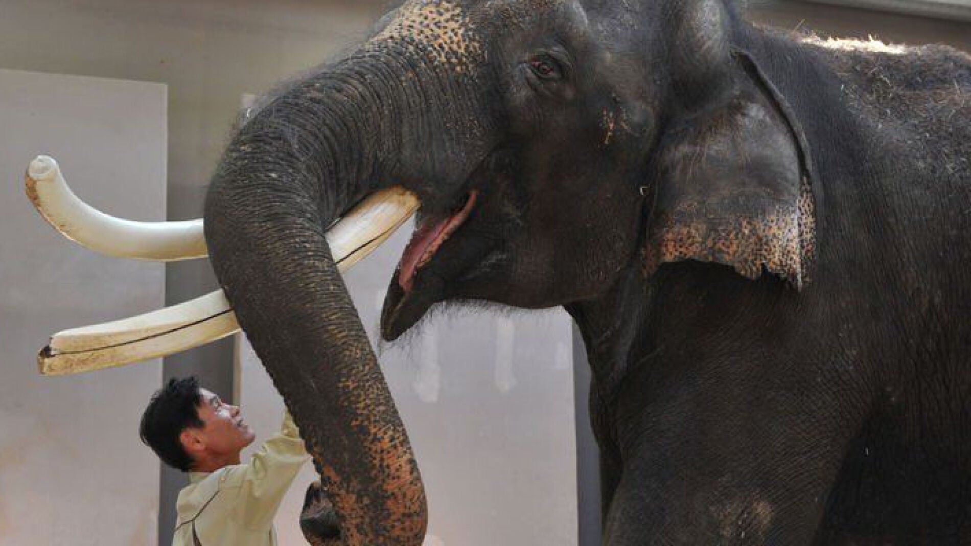 Koshik, el elefante que imita la voz humana y habla en coreano