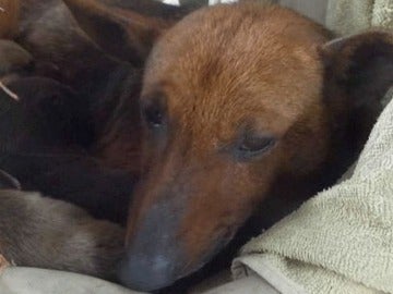 Perro Perro