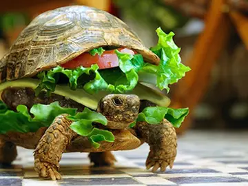 Una hamburguesa de tortuga Una hamburguesa de tortuga